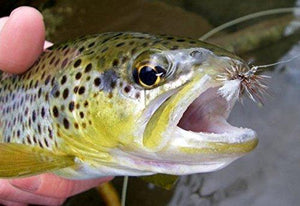 Adams dry fly pattern prospecting fly fishing flies trout hooked
