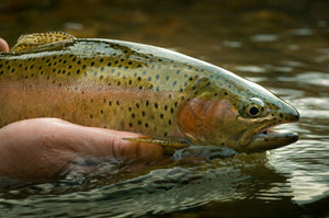 Brassie Nymph Fly Fishing Trout Flies - One Dozen Wet Flies - Sizes 12 - 18